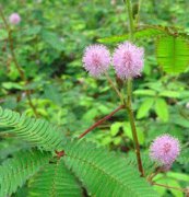 含羞草、花卉種子、花種、盆花