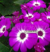 瓜葉菊：東方三號(hào)，瓜葉菊種子、盆栽花卉、花